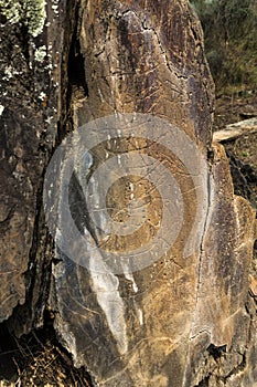 Coa River Ã¢â¬â Prehistoric Rock Engravings photo